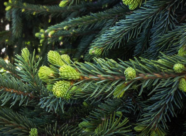 Пихта обыкновенная хвоя