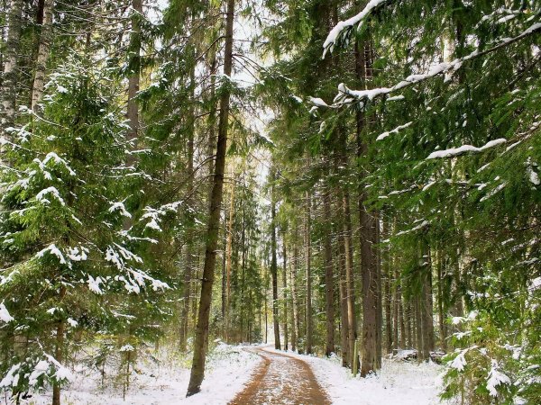 Пихта Сибирская Карагай