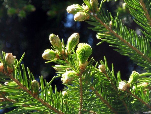 Пихтово-еловые леса Урала