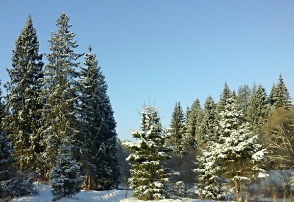 Ель дерево ХМАО