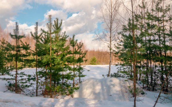 Елочка в лесу