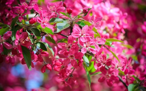 Желтые цветы на веточке