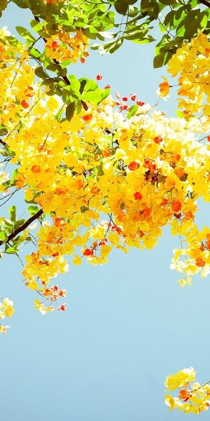 Яркие весенние цветы