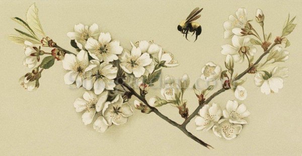 Веточки для декупажа