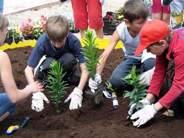 Озеленение пришкольной территории