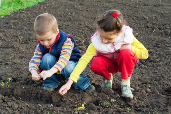 Дети сажают семена