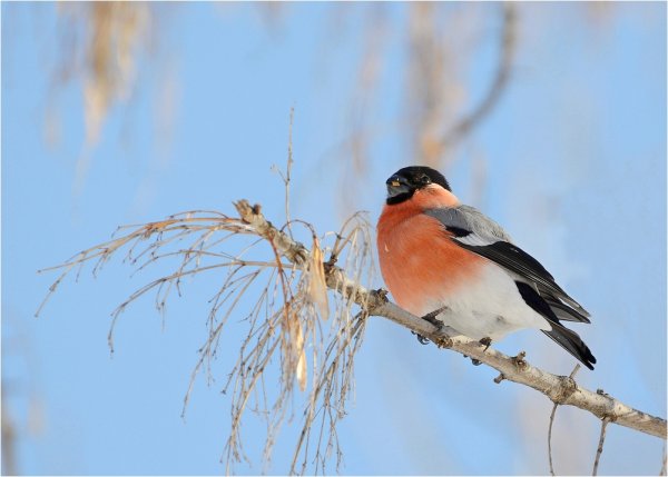 Весенние Снегири