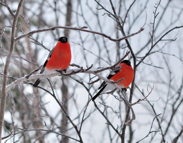 Зима Снегири