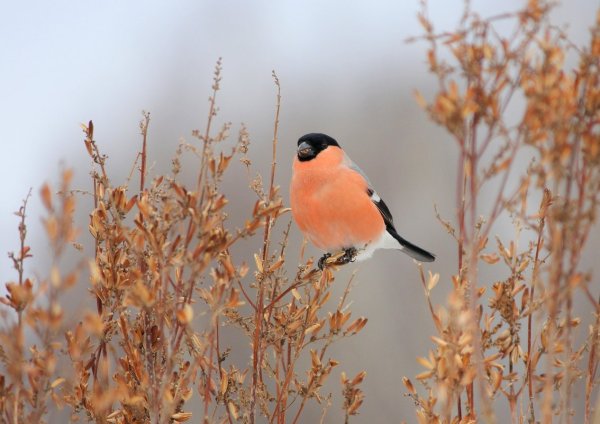 Птицы Снегири Весна