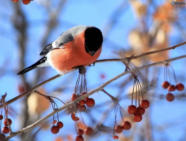 Снегири зимой