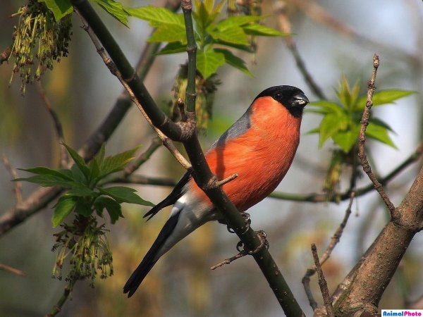 Весенние гости птицы