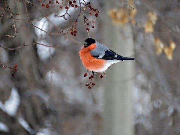 Синичка Снегирь свиристель