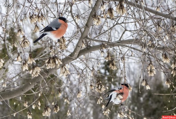 Снегирь весной