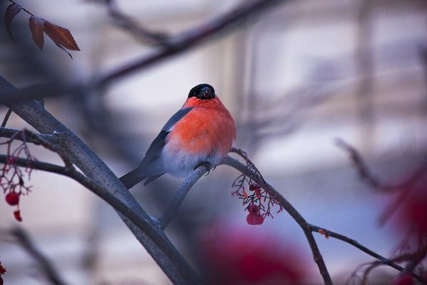 Снегири на ветке