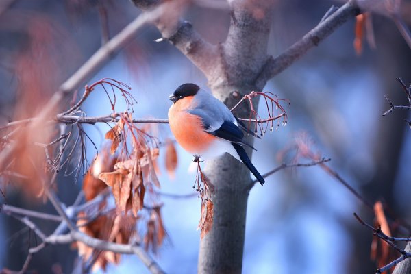 Зимующие птицы Снегирь