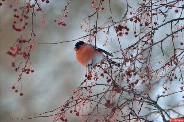 Снегири Московская область