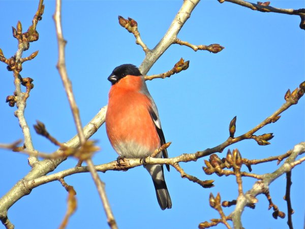 Весенние Снегири