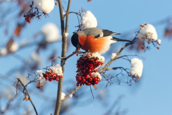 Снегирь рябинник