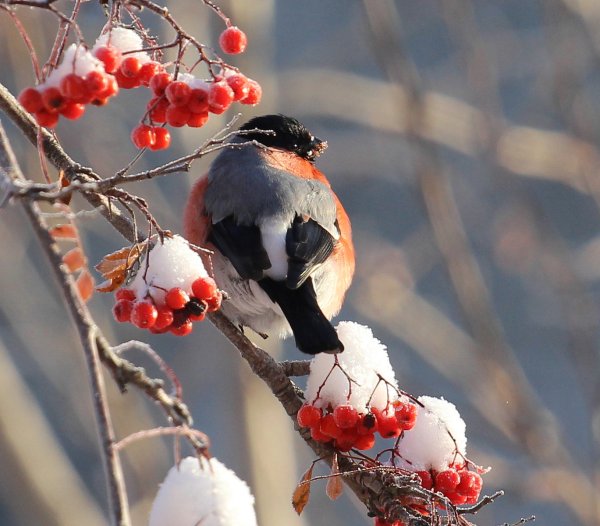 Белый Снегирь