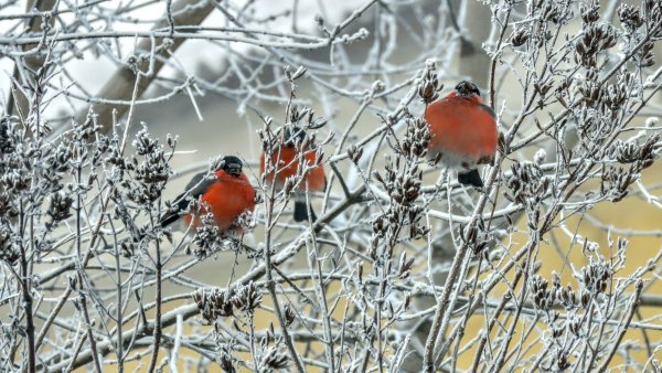 Картинки на рабочий стол Снегири