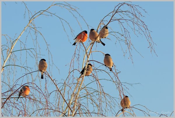 Стая снегирей