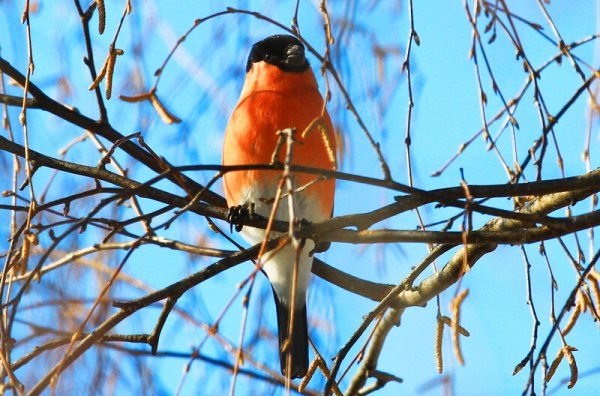 Мартовские птицы