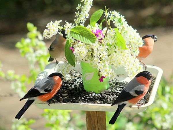 Снегирь весной