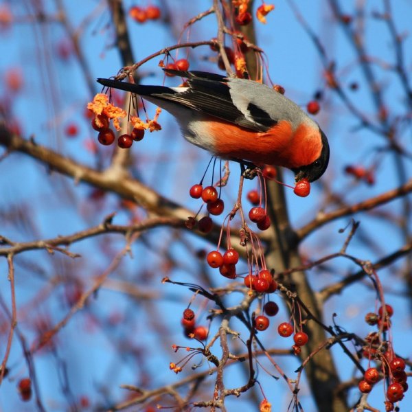 Птицы на рябине
