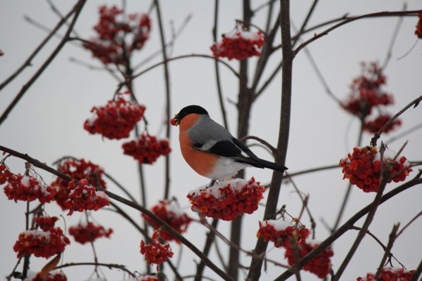 Снегири прилетели