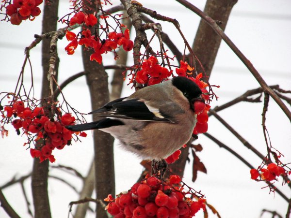 Снегири на рябине