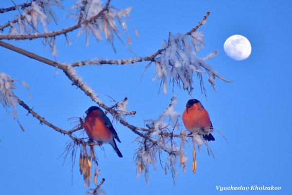 Стайка снегирей