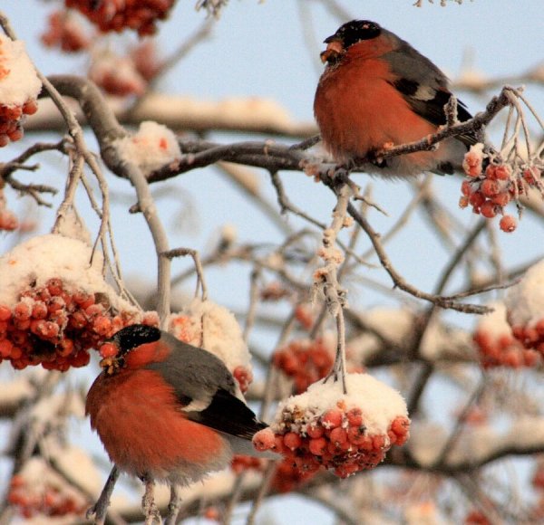 Зимующие птицы