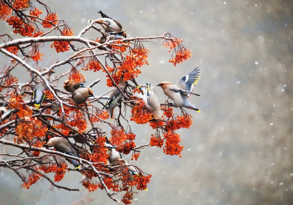 Поздняя осень птицы