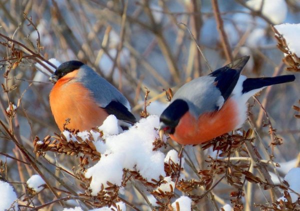 Снегири прилетели