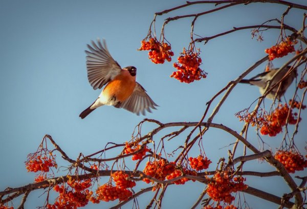 Рябина зимой