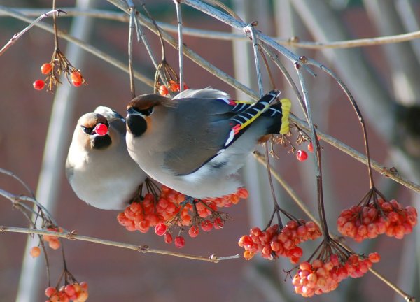 За окошком Снегири греют куст Рябиновый