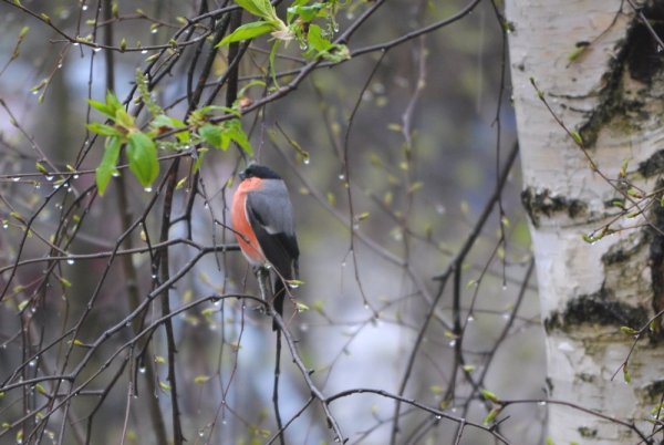 Снегирь дождь