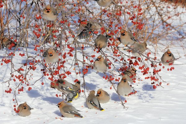 Птичка в зимнем саду