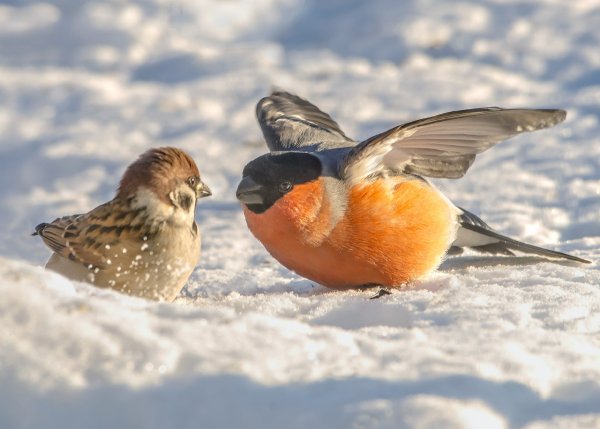 Сибирские птицы зимующие