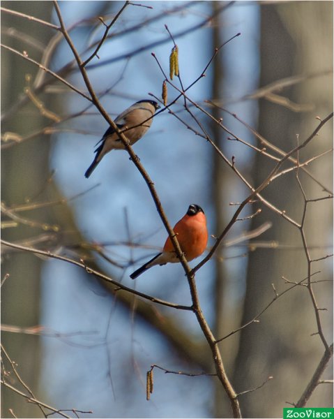 Снегири в лесу