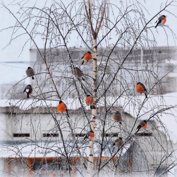 Снегири на Березе