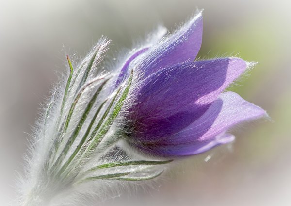 Весенний дождь