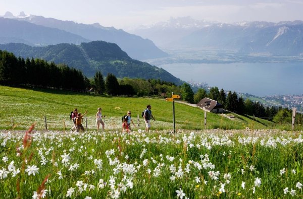 Цветение в Швейцарии