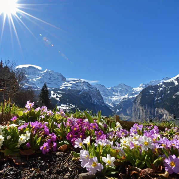 Альпийские Луга Швейцария Альпийские Луга Швейцария