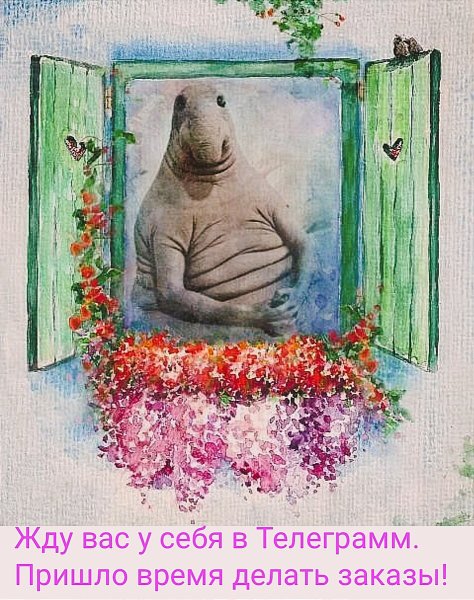 Коты ждут весну