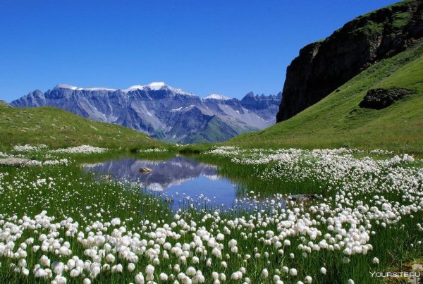 Альпийские Луга Швейцария