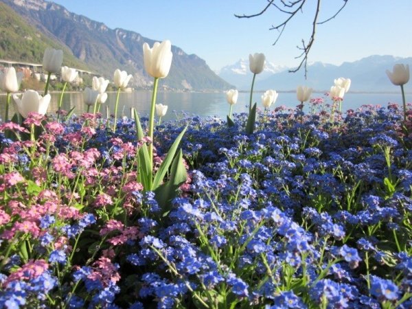 Цветы в горах Швейцарии