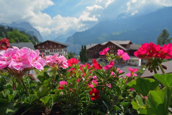 Швейцария Альпийская роза