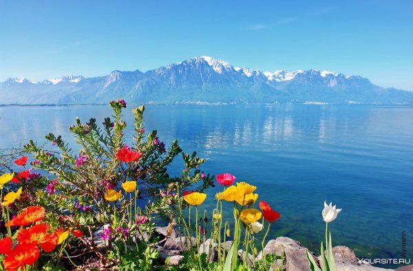 Цветы Швейцарии Женевское озеро