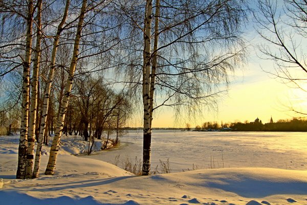 Пролеска Цветущая Поляна